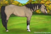 Horse Color:Brown Dun 