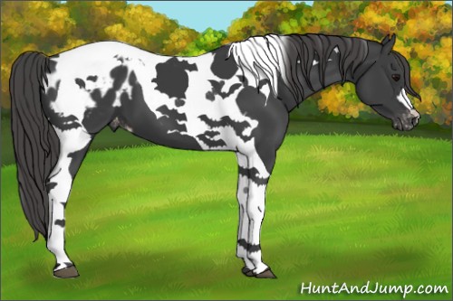 Horse Color:Smoky Black Tobiano Appaloosa 