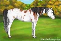 Horse Color:White Spotted Bay Splash  and White Spotted Bay Splash 