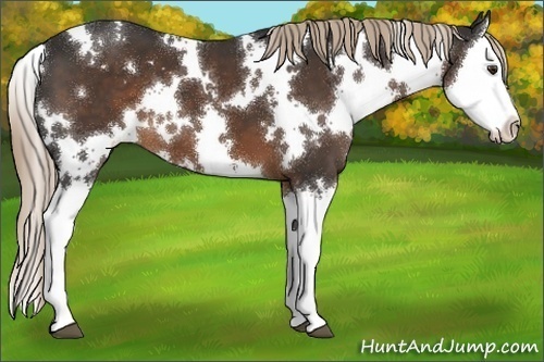 Horse Color:White Spotted Liver Chestnut Splash 
