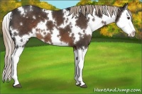 Horse Color:White Spotted Liver Chestnut Splash 