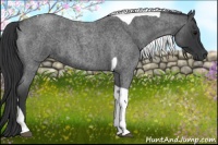Horse Color:Blue Roan Tobiano