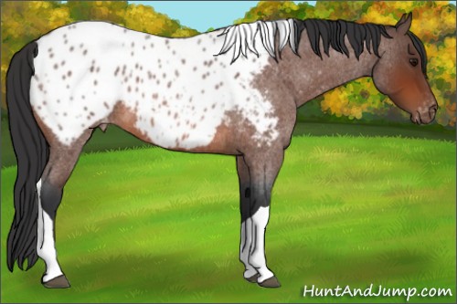 Horse Color:Bay Roan Tobiano Appaloosa 