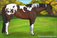 Horse Color:Bay Tobiano Appaloosa