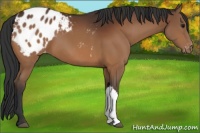 Horse Color:Bay Appaloosa 
