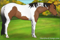 Horse Color:Gray Bay Tobiano 