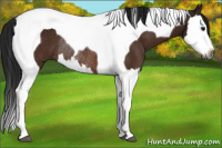 Horse Color:Gray Bay Splash Tobiano Rabicano 