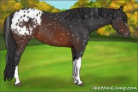Horse Color:Brown Appaloosa