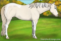 Horse Color:Perlino Tobiano