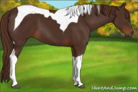 Horse Color:Gray Chestnut Tobiano