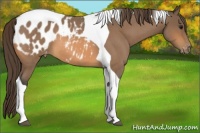 Horse Color:Buckskin Roan Tobiano Appaloosa