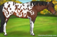 Horse Color:Bay Tobiano Appaloosa 
