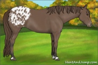Horse Color:Buckskin Appaloosa