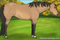 Horse Color:Buckskin 