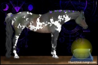 Horse Color:White Spotted Brown Rabicano 