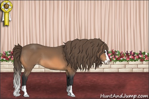 Horse Color:Buckskin Sabino Splash Varnish