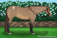 Horse Color:Bay Roan Dun Appaloosa 