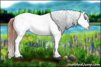 Horse Color:Bay Dun Tobiano Appaloosa