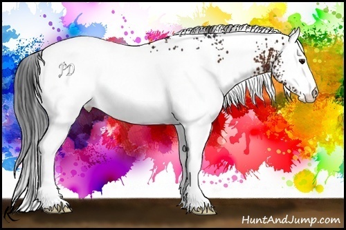 Horse Color:White Spotted Bay 