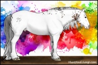 Horse Color:White Spotted Bay 