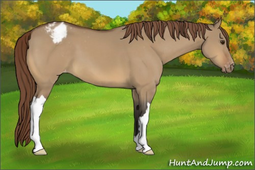 Horse Color:Buckskin Dun Appaloosa 