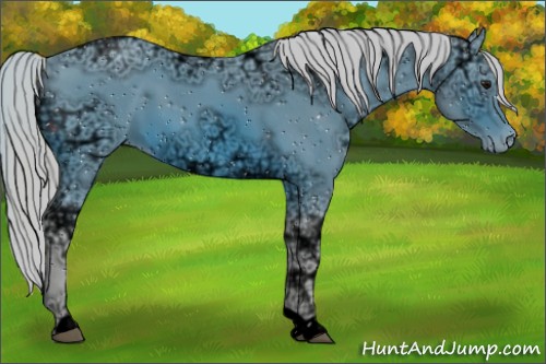 Horse Color:ERROR: UNKNOWN ANOMALY