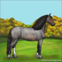 Horse Color:Buckskin Roan 