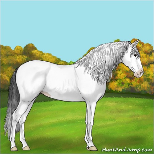 Horse Color:White Spotted Bay Splash 