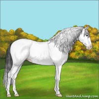 Horse Color:White Spotted Bay Splash 