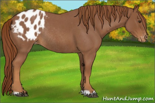 Horse Color:Red Roan Appaloosa Rabicano 