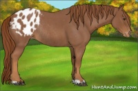 Horse Color:Red Roan Appaloosa Rabicano 