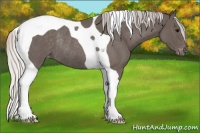 Horse Color:Silver Blue Roan Tobiano Appaloosa Rabicano
