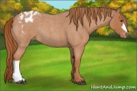 Horse Color:Red Roan Appaloosa Rabicano