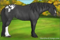Horse Color:Blue Roan Appaloosa Rabicano 