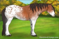 Horse Color:White Spotted Bay Appaloosa