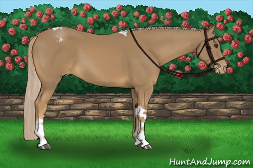 Horse Color:Palomino Tobiano Appaloosa