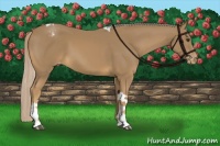 Horse Color:Palomino Tobiano Varnish