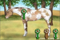 Horse Color:White Spotted Brown Pearl