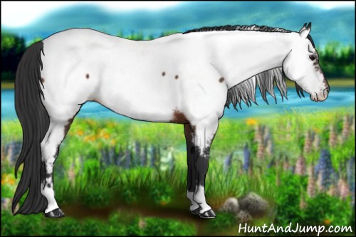 Horse Color:Bay Appaloosa 