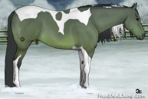 Horse Color:Buckskin Tobiano 