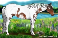 Horse Color:White Spotted Brown Tobiano 