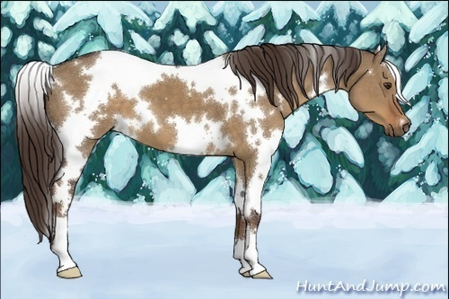 Horse Color:White Spotted Liver Red Dun 