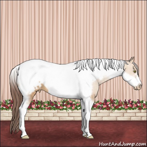 Horse Color:Amber Champagne Roan Tobiano Frame Appaloosa 