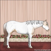 Horse Color:Amber Champagne Roan Tobiano Frame Appaloosa 