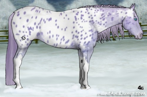 Horse Color:Amber Cream Champagne Tobiano Near Leopard