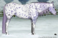 Horse Color:Amber Cream Champagne Tobiano Near Leopard 