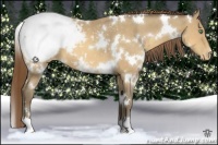 Horse Color:White Spotted Amber Cream Champagne Appaloosa 