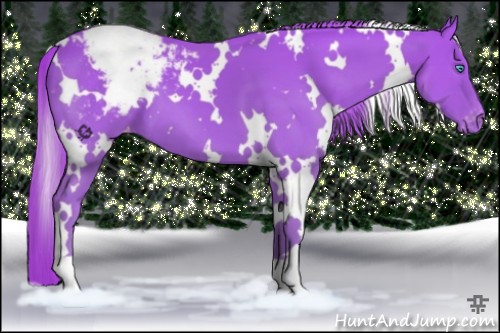 Horse Color:White Spotted Perlino Appaloosa 