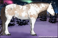 Horse Color:White Spotted Amber Champagne Ice Splash Appaloosa Rabicano 