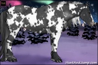 Horse Color:White Spotted Black Appaloosa